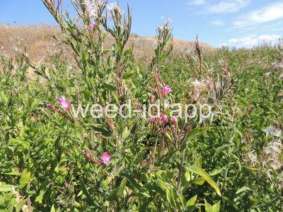 willowweed, hairy