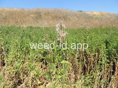willowweed, hairy