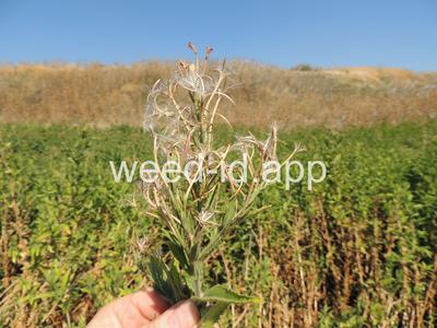 willowweed, hairy