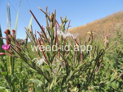 willowweed, hairy