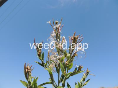 willowweed, hairy