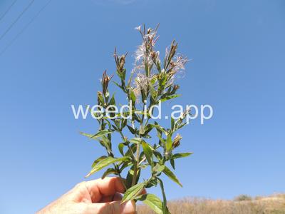 willowweed, hairy