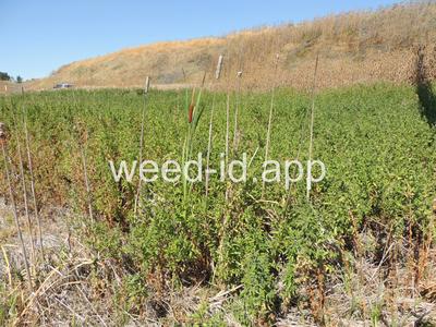 willowweed, hairy
