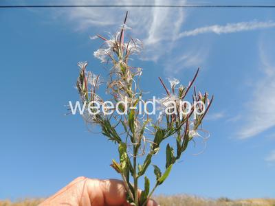 willowweed, hairy