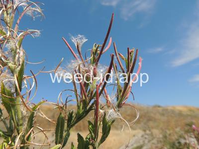 willowweed, hairy