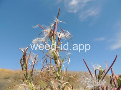willowweed, hairy