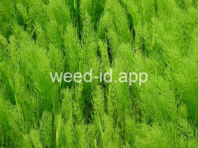 horsetail, field