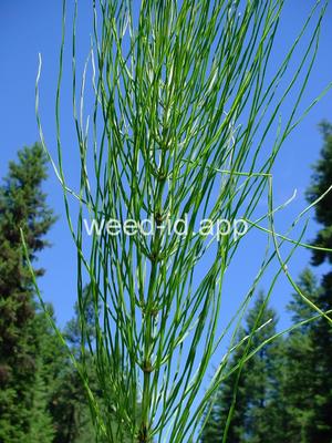 horsetail, field