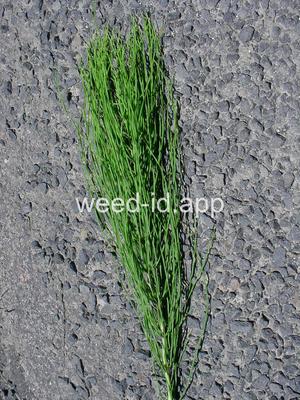 horsetail, field