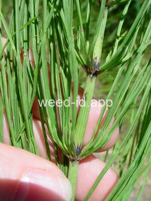 horsetail, field