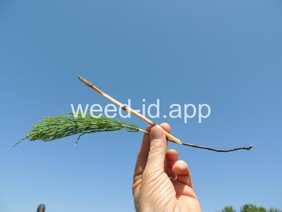 horsetail, field
