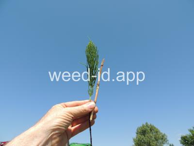horsetail, field