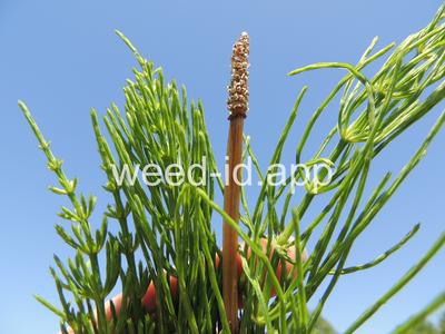 horsetail, field