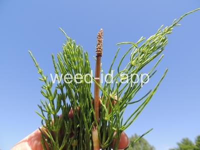 horsetail, field