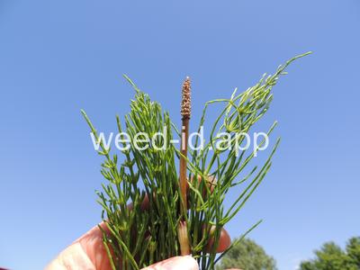 horsetail, field
