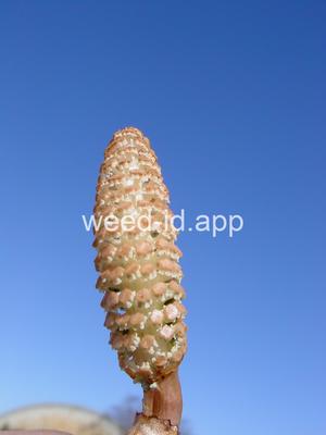 horsetail, field