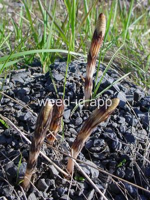 horsetail, field