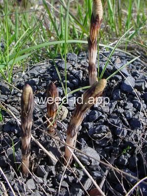 horsetail, field