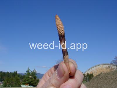 horsetail, field