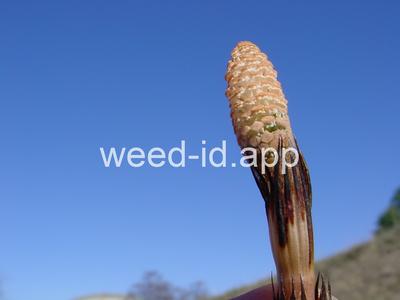 horsetail, field