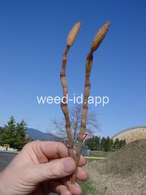 horsetail, field