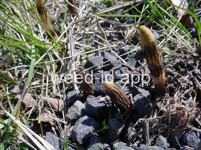 horsetail, field
