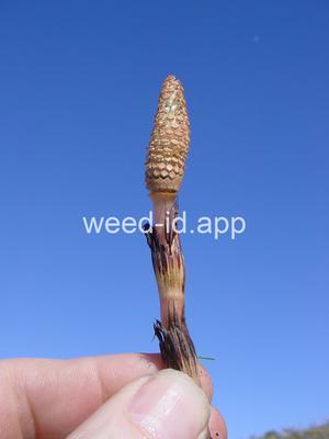 horsetail, field