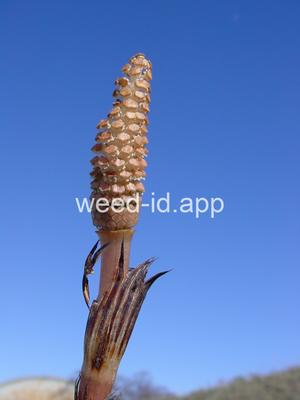 horsetail, field