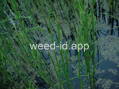 Equisetum fluviatile