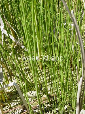 horsetail, marsh