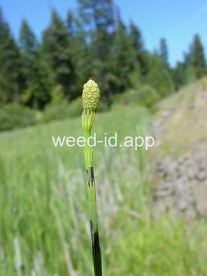 horsetail, marsh
