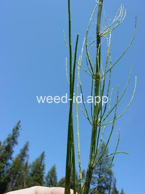 horsetail, marsh