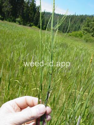 horsetail, marsh