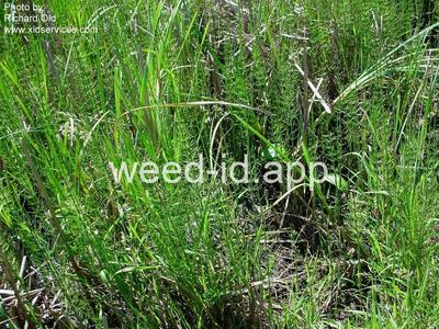 horsetail, marsh