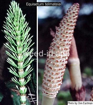 horsetail, giant