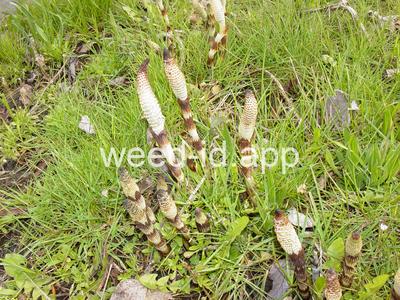 horsetail, giant
