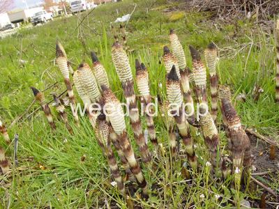 horsetail, giant