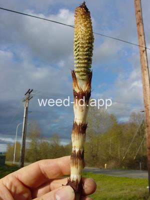 horsetail, giant
