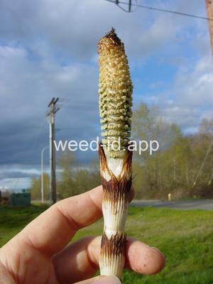 horsetail, giant