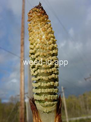 horsetail, giant