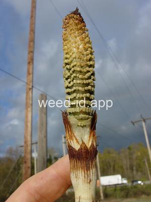 horsetail, giant