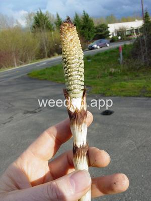 horsetail, giant