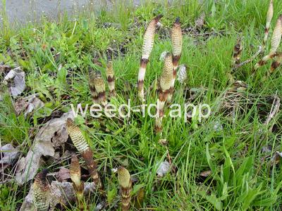 horsetail, giant