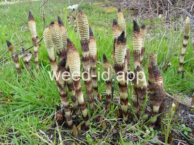 horsetail, giant
