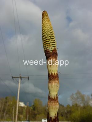 horsetail, giant