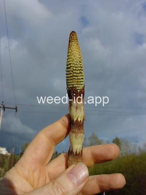 horsetail, giant