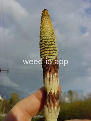 horsetail, giant