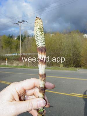 horsetail, giant