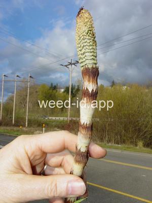 horsetail, giant