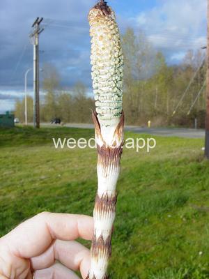 horsetail, giant